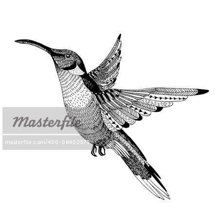 hand drawn abstract flying colibri in a unique style isolated on a white background