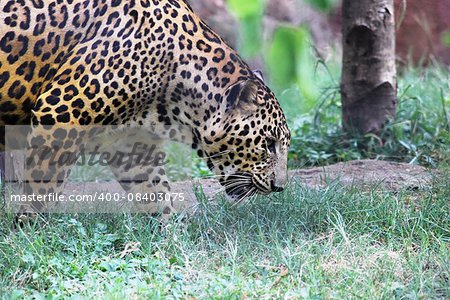 Nehru Zoological Park (also known as Hyderabad Zoo or Zoo Park) is a zoo located near Mir Alam Tank in Hyderabad, Telangana, India. It is one of the most visited destinations in Hyderabad.