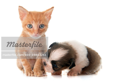 puppy shitzu and kitten in front of white background