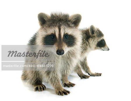 young raccoon in front of white background