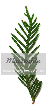 Thuja branch isolated on white background. Selective focus.