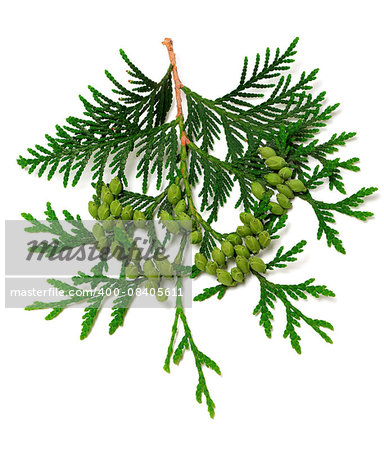 Green twig of thuja with cones isolated on white background