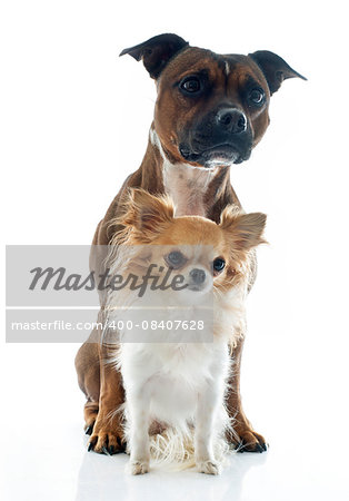 staffordshire bull terrier and chihuahua in front of white background