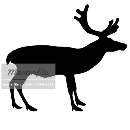Silhouette deer with great antler on white background. Vector illustration.