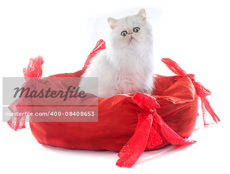 persian kitten in front of white background