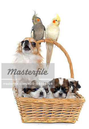 three cockatiel and dog in front of white background