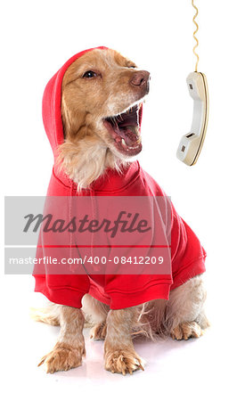 dressed Brittany Spaniel and phone in front of white background