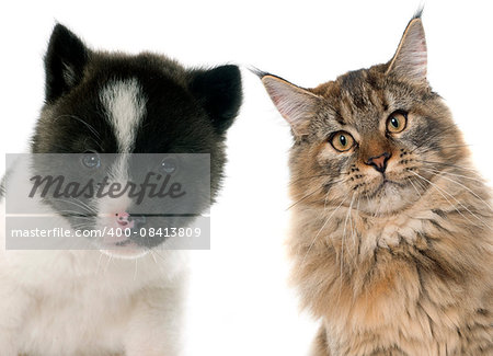 puppy american akita and maine coon cat in front of white background