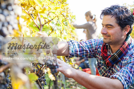 Friends harvesting grapes together in vineyard