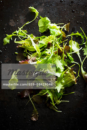 Freshly washed lettuce (seen from above) Freshly washed lettuce (seen from above)