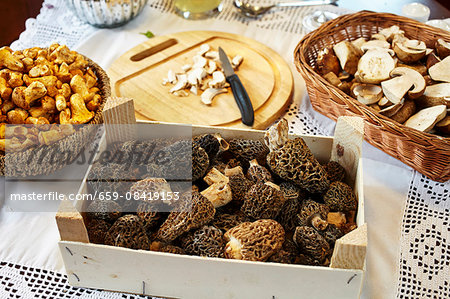 Porcini mushrooms, chanterelle mushrooms and morel mushrooms on a table with a white tablecloth Porcini mushrooms, chanterelle mushrooms and morel mushrooms on a table with a white tablecloth