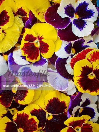 Various coloured pansies (full frame)