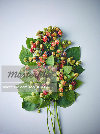 Sprigs of ripe and unripe wild blackberries