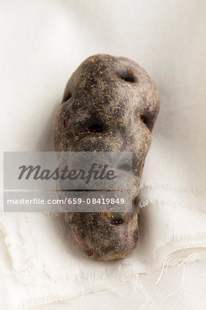 A purple potato on a cloth