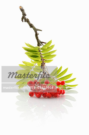 A sprig of rowan berries on a white surface A sprig of rowan berries on a white surface