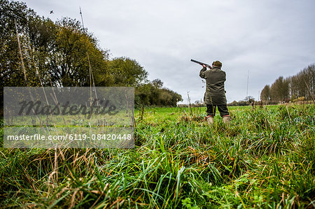 Gun shooting at bird on Driven pheasant shoot, Wiltshire, England, United Kingdom, Europe