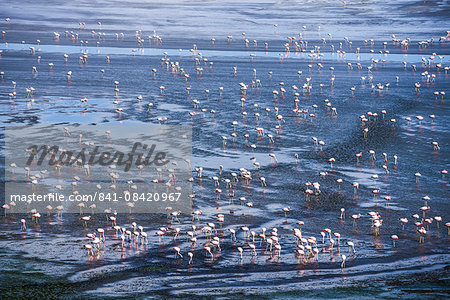 Thousands of flamingos at Laguna Colorada, a salt lake in the Altiplano of Bolivia in Eduardo Avaroa Andean Fauna National Reserve, Bolivia, South America Thousands of flamingos at Laguna Colorada, a salt lake in the Altiplano of Bolivia in Eduardo Avaroa Andean Fauna National Reserve, Bolivia, South America