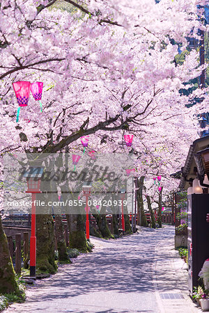 Cherry blossoms (Sakura), Kinosaki Onsens (Hot springs) in spring. Kinosaki Hyogo Prefecture, Kansai, Japan Cherry blossoms (Sakura), Kinosaki Onsens (Hot springs) in spring. Kinosaki Hyogo Prefecture, Kansai, Japan