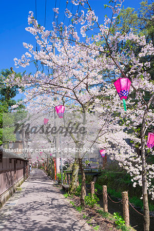 Cherry blossoms (Sakura) on Otani river, Kinosaki Onsens (Hot springs) in spring. Kinosaki Hyogo Prefecture, Kansai, Japan
