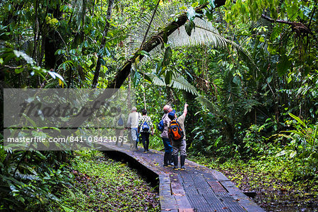 Amazon Jungle walkway at Sacha Lodge, Coca, Ecuador, South America