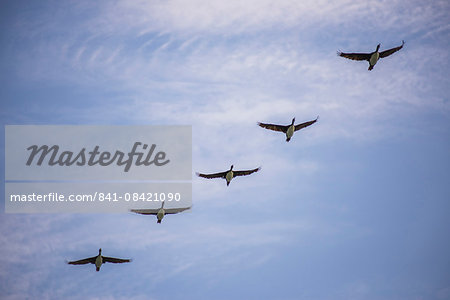 Guanay cormorant or shag (Phalacrocorax or Leucocarbo bougainvillii) birds flying, Ballestas Islands, Paracas, Peru, South America