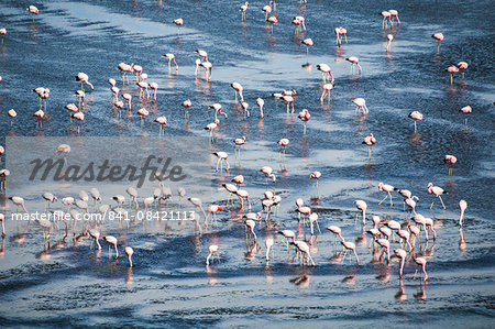 Flamingos at Laguna Colorada (Red Lagoon), a salt lake in the Altiplano of Bolivia in Eduardo Avaroa Andean Fauna National Reserve, Bolivia, South America