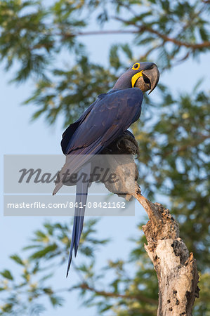 Hyacinth macaw (Anodorhynchus hyacinthinus) in a tree, Pantanal, Mato Grosso, Brazil, South America