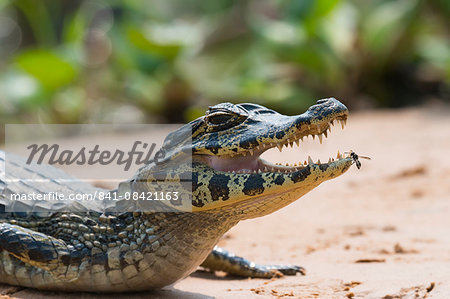 Young Yacare caiman (Caiman yacare), Cuiaba river, Pantanal, Brazil, South America