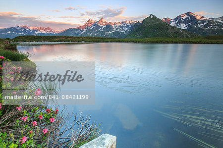 Rhododendrons surround Peak Suretta reflected in Lake Andossi at sunrise, Chiavenna Valley, Valtellina, Lombardy, Italy, Europe