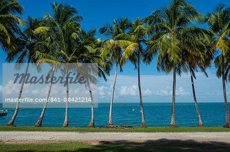 Palm tree line, Royal Island, Iles du Salut, Devils Island, French Guiana, Department of France, South America
