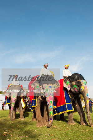 Colorful elephants at the Jaipur elephant festival, Jaipur, Rajasthan, India, Asia