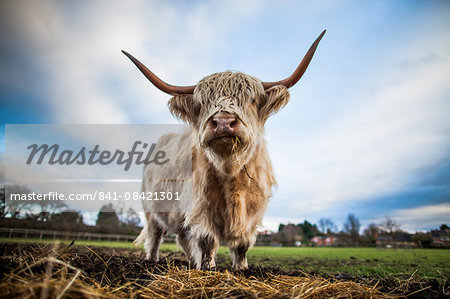 Highland cattle (Bos taurus), Gloucestershire, England, United Kingdom, Europe