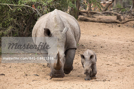 White rhino (Ceratotherium simum) with calf, Kumasinga water hole, Mkhuze game reserve, KwaZulu-Natal, South Africa, Africa