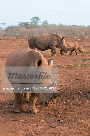 White rhinos (Ceratotherium simum), Zimanga private game reserve, KwaZulu-Natal, South Africa, Africa