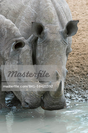 White rhinos (Ceratotherium simum) drinking, Mkhuze game reserve, KwaZulu-Natal, South Africa, Africa