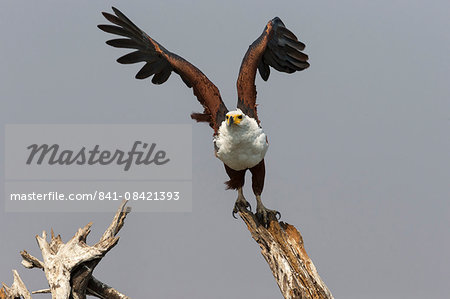 African fish eagle (Haliaeetus vocifer), Chobe National Park, Botswana, Africa