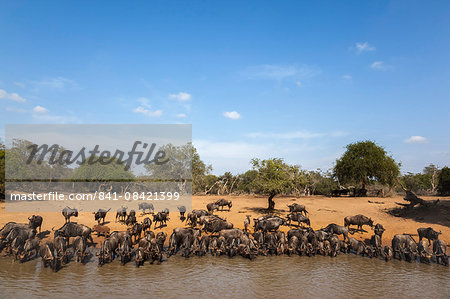 Common (blue) wildebeest (gnu) (Connochaetes taurinus) at water, Mkhuze game reserve, KwaZulu-Natal, South Africa,Africa Common (blue) wildebeest (gnu) (Connochaetes taurinus) at water, Mkhuze game reserve, KwaZulu-Natal, South Africa,Africa