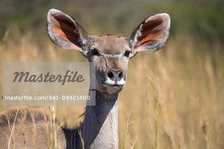 Greater kudu (Tragelaphus strepsiceros) female, Kruger National Park, South Africa, Africa Greater kudu (Tragelaphus strepsiceros) female, Kruger National Park, South Africa, Africa