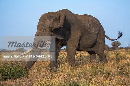 African elephant bull (Loxodonta africana), Kruger National Park, South Africa, Africa African elephant bull (Loxodonta africana), Kruger National Park, South Africa, Africa