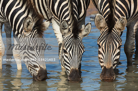 Burchell's zebra (plains zebra) (Equus burchelli) drinking, Mhkuze nature reserve, KwaZulu-Natal, South Africa, Africa Burchell's zebra (plains zebra) (Equus burchelli) drinking, Mhkuze nature reserve, KwaZulu-Natal, South Africa, Africa