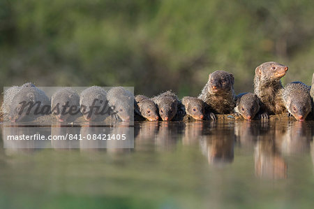 Banded mongoose (Mungos mungo) drinking, Zimanga private game reserve, KwaZulu-Natal, South Africa, Africa