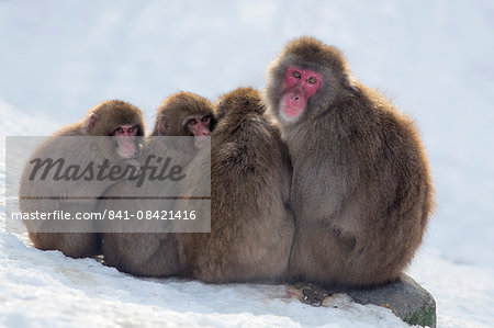 Snow monkeys (Macaca fuscata) huddling together for warmth, Japanese macaque, captive, Highland Wildlife Park, Kingussie, Scotland, United Kingdom, Europe