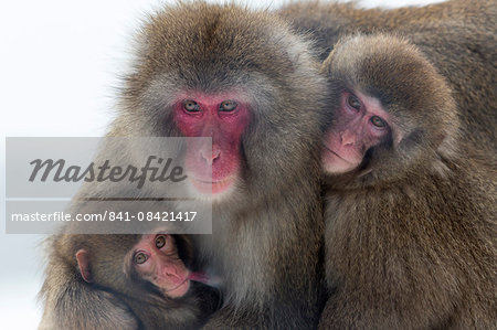 Snow monkey (Macaca fuscata) group with baby cuddling together in the cold, Japanese macaque, captive, Highland Wildlife Park, Kingussie, Scotland, United Kingdom, Europe