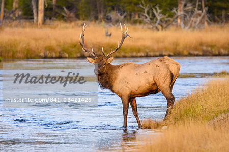 Elk (Cervus canadensis) crossing the Madison River, Yellowstone National Park, UNESCO World Heritage Site, Wyoming, United States of America, North America