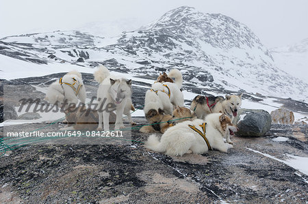 Group of harnessed Greenland huskies in snow covered landscape, Ilulissat, Greenland