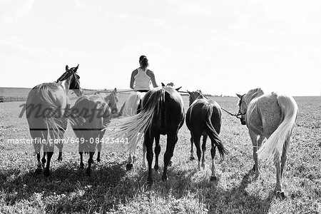 B&W rear view image of woman riding and leading six horses in field
