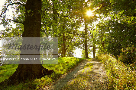 Sunny tranquil footpath through green forest, Lake District, England Sunny tranquil footpath through green forest, Lake District, England