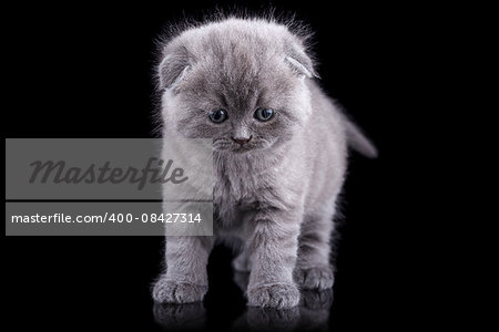 Lop-eared kitten on a magnificent background.