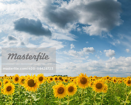 Big field sunflowers, sky and clouds; agricultural landscape