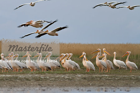 white pelican (pelecanus onocrotalus) in Danube Delta, Romania